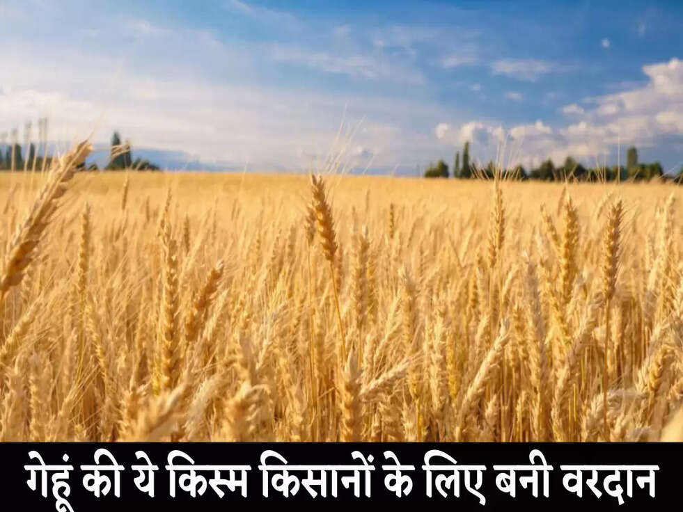 Wheat Farming: गेहूं की ये किस्म किसानों के लिए बनी वरदान, आंधी-बारिश को भी देगी मात