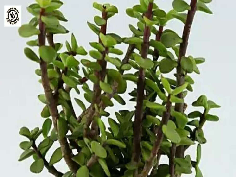 Vastu: ये प्‍लांट घर को पहुंचाते हैं भारी नुकसान, तरक्‍की रोक कर बनाते हैं गरीब