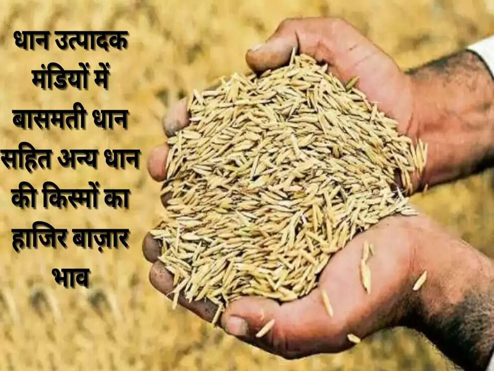 धान उत्पादक मंडियों में बासमती धान सहित अन्य धान की किस्मों का हाजिर बाज़ार भाव