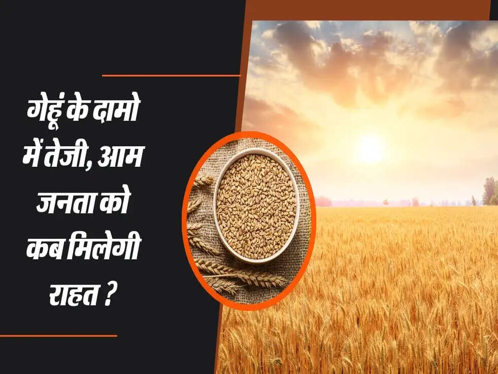 Wheat Price Hike : गेहूं के दामो में तेजी, आम जनता को कब मिलेगी राहत ?