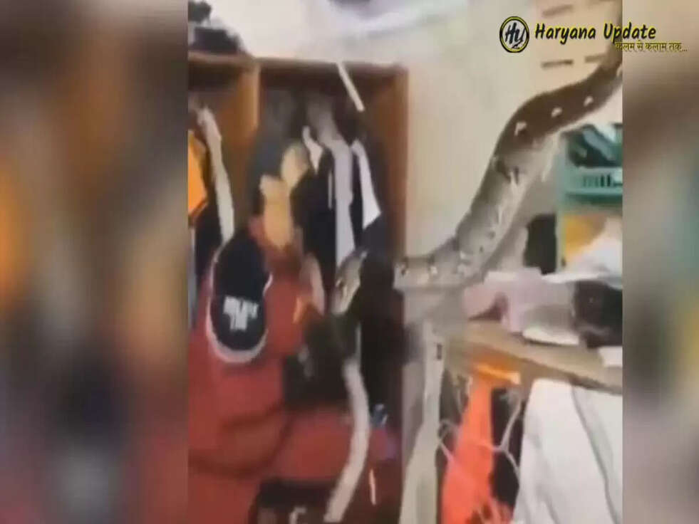 घर की छत से गिराअजगर, शख्स पर किया हमला, वीडियो देख कर हो जाऐंगे हैरान&nbsp;