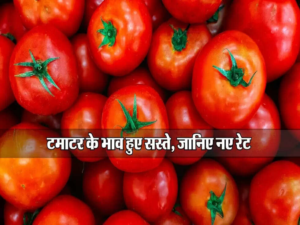Tomato Price : टमाटर के भाव हुए सस्ते, जानिए नए रेट&nbsp;