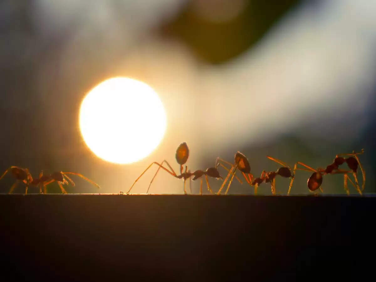 ants on earth