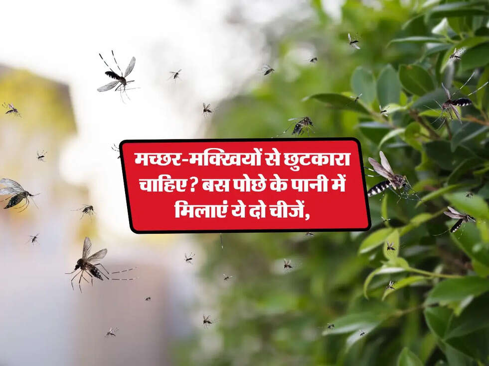Fly Control: मच्छर-मक्खियों से छुटकारा चाहिए? बस पोछे के पानी में मिलाएं ये दो चीजें,