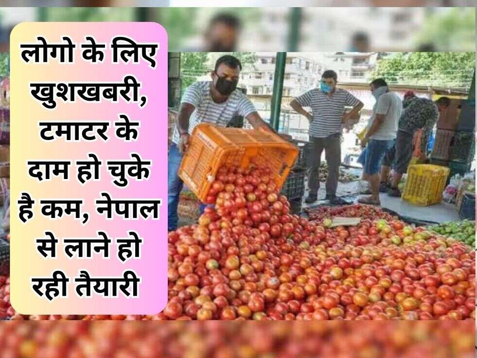 tomato price news 