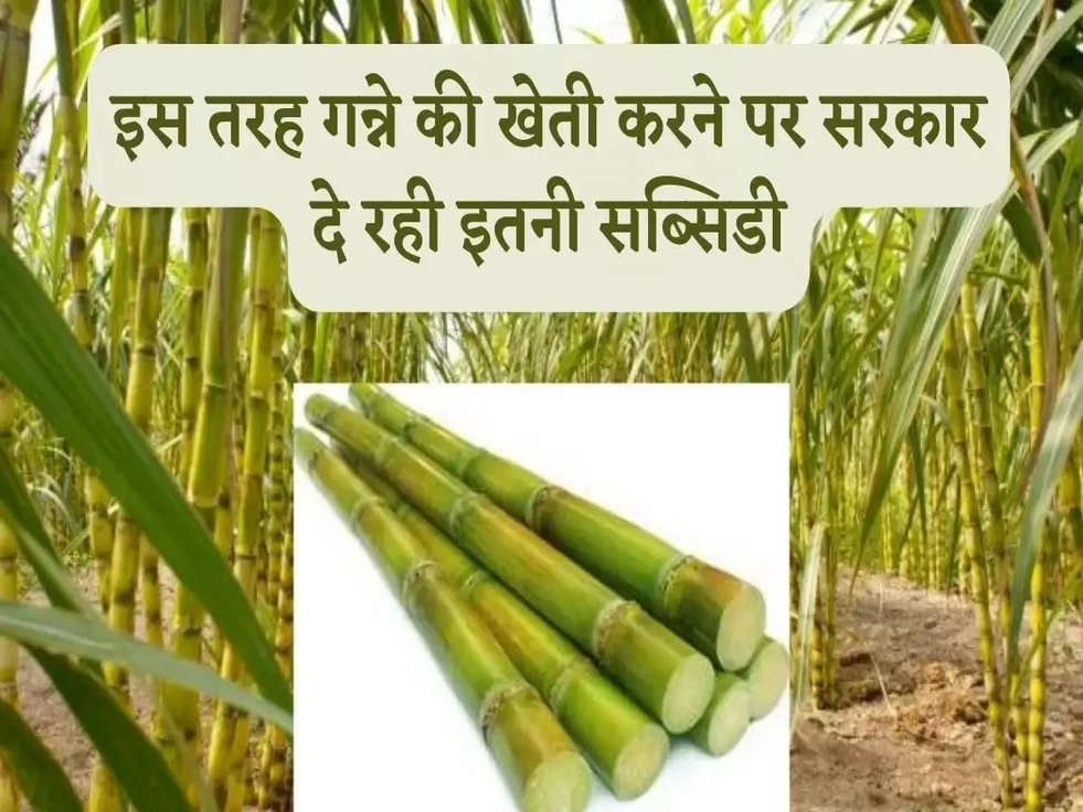 Sugarcane Irrigation Subsidy: इस तरह गन्ने की खेती करने पर सरकार दे रही इतनी सब्सिडी, जानिए 