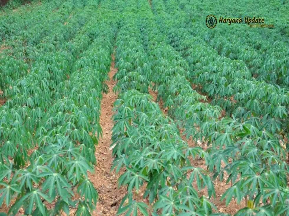 Cassava Farming: अच्छा मुनाफा कमाने के लिए इस फसल की करें खेती