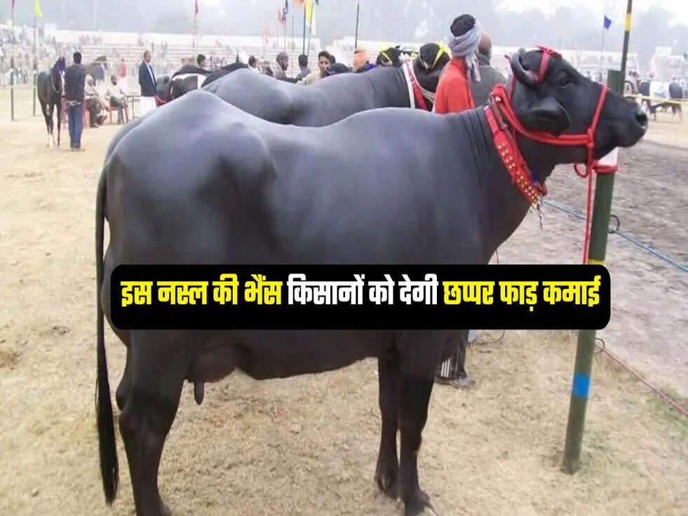 इस नस्ल की भैंस किसानों को देगी छप्पर फाड़ कमाई
