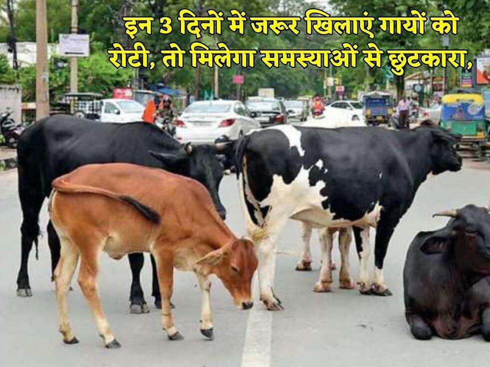 इन 3 दिनों में जरूर खिलाएं गायों को रोटी, तो मिलेगा समस्याओं से छुटकारा,