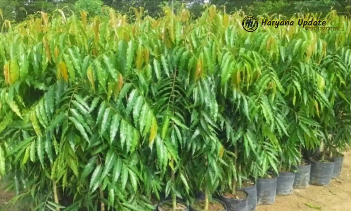 Tree Worship Benefits: इन वृक्षों में होता है देवताओं का वास, पूरी होगी सभी मनोकामनाएँ