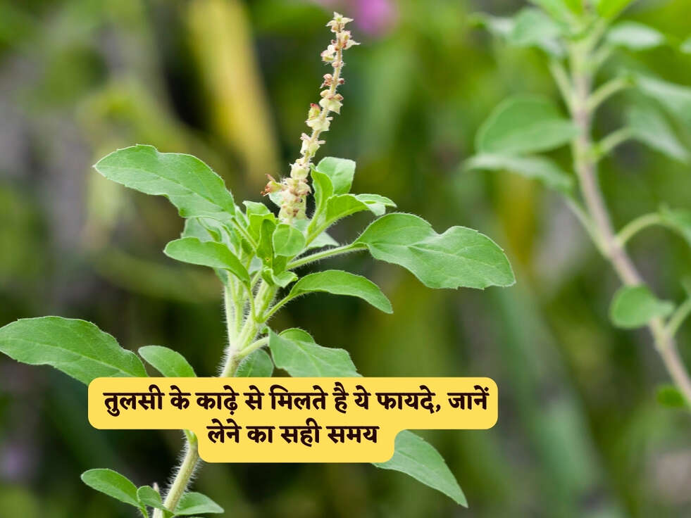 Health Benefits : तुलसी के काढ़े से मिलते है ये फायदे, जानें लेने का सही समय&nbsp;