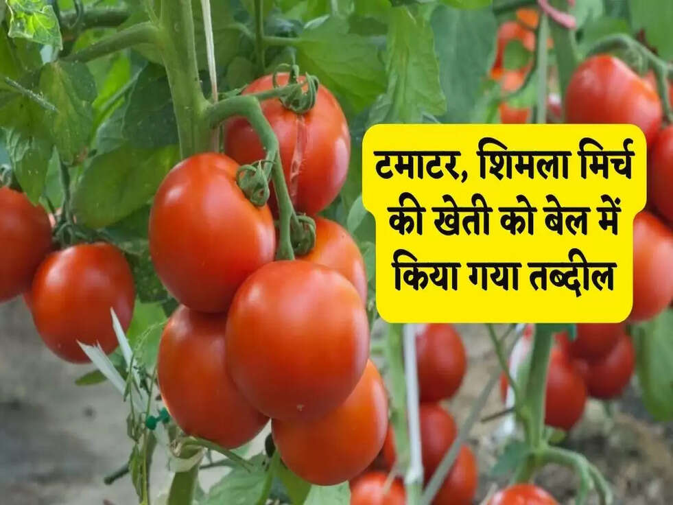 Farming News: टमाटर, शिमला मिर्च की खेती को बेल में किया गया तब्दील, जानिए वजह&nbsp;