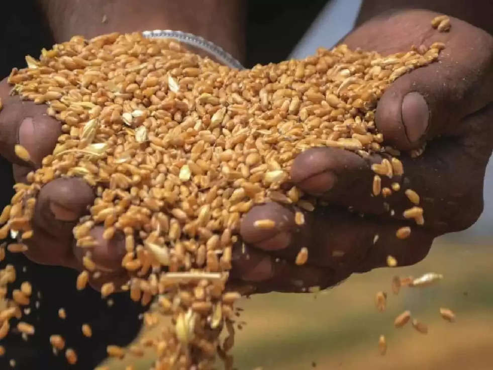 Wheat Prices: The price of wheat may rise by Rs 300; Will these things also have an effect?