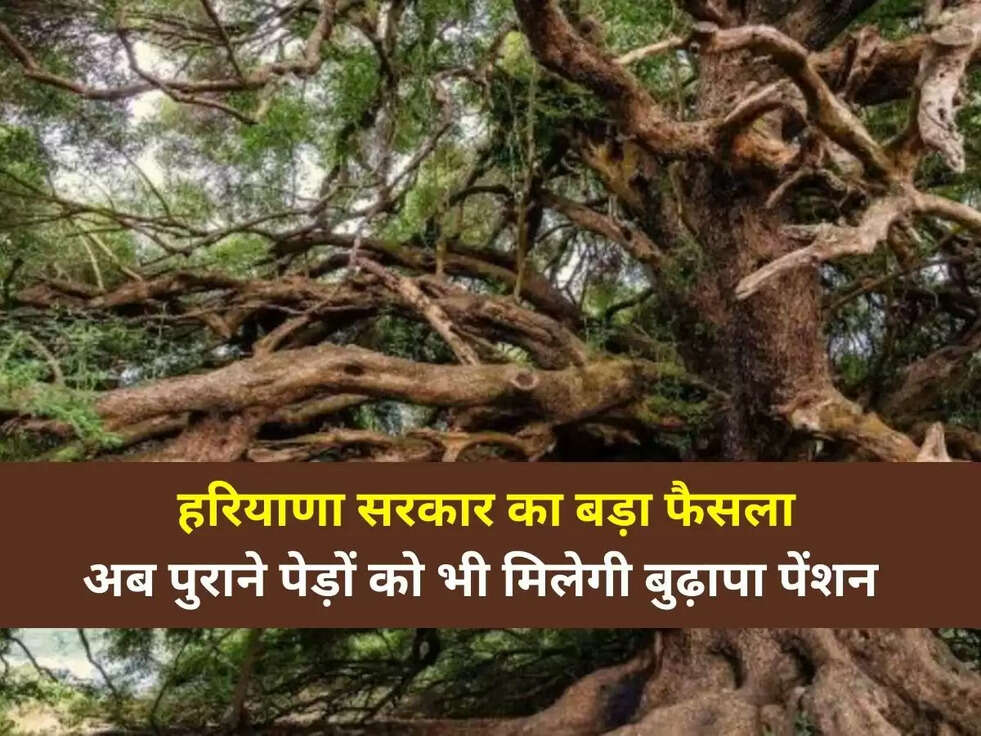 Haryana News: हरियाणा सरकार का बड़ा फैसला, अब पुराने पेड़ों को भी मिलेगी बुढ़ापा पेंशन, जानिए पूरी डिटेल