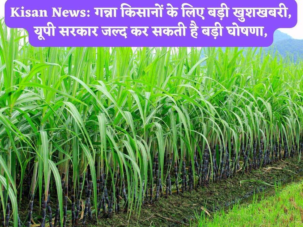 Kisan News: गन्ना किसानों के लिए बड़ी खुशखबरी, यूपी सरकार जल्द कर सकती है बड़ी घोषणा,