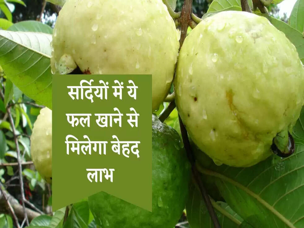 सर्दियों में ये फल खाने से मिलेगा बेहद लाभ 