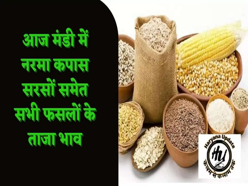 आज मंडी में नरमा कपास सरसों समेत सभी फसलों के ताजा भाव