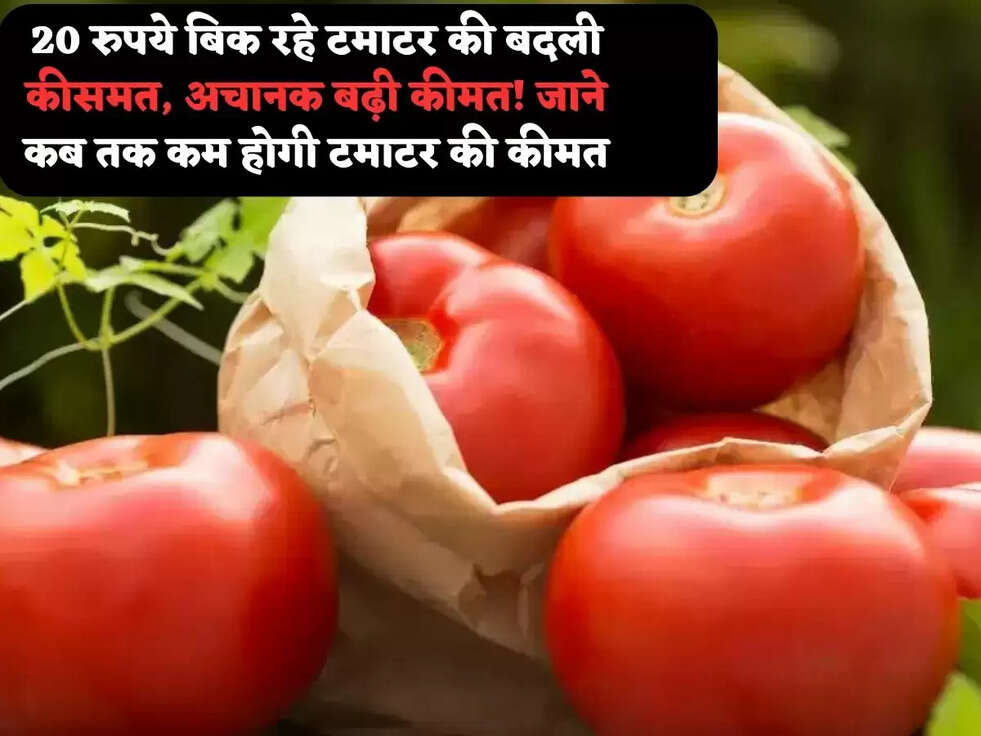 20 रुपये बिक रहे टमाटर की बदली कीसमत, अचानक बढ़ी&nbsp;कीमत! जाने कब तक कम होगी टमाटर की कीमत