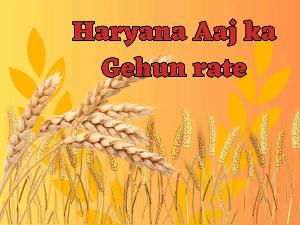 Haryana Aaj ka Gehun rate:  हरियाणा में गेहूं का आज का ताज़ा रेट, जानिए 