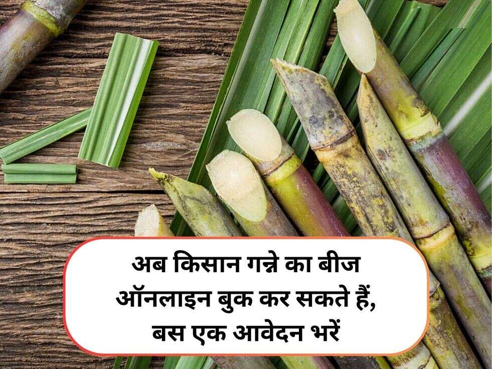 अब किसान गन्ने का बीज ऑनलाइन बुक कर सकते हैं, बस एक आवेदन भरें&nbsp;