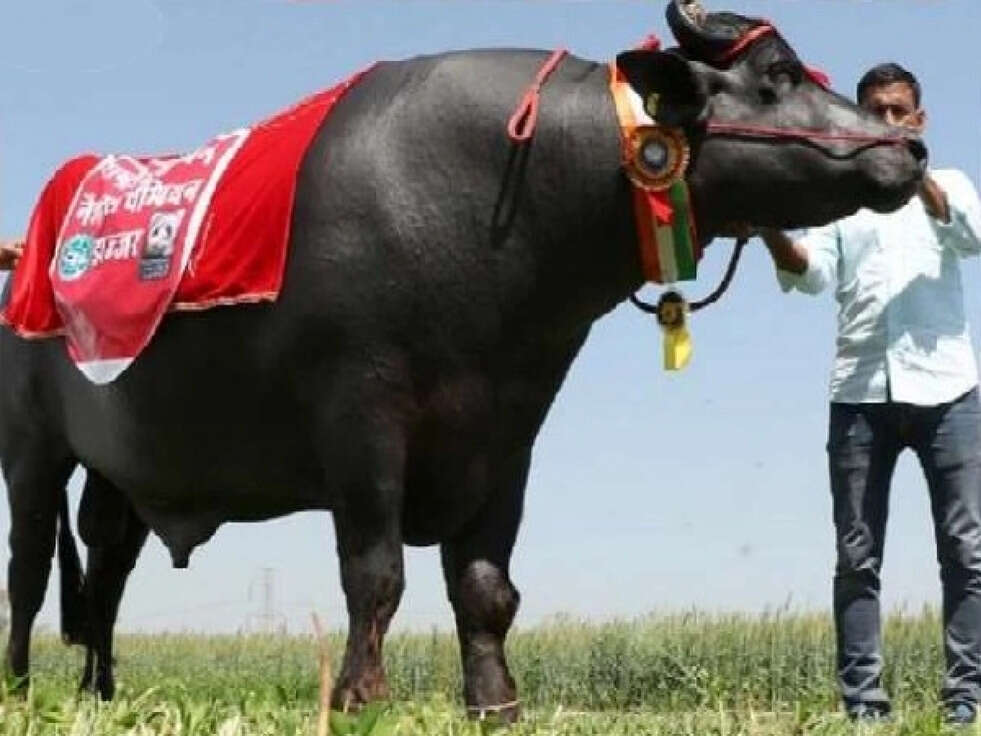 भैंसा &lsquo;शहंशाह&rsquo;