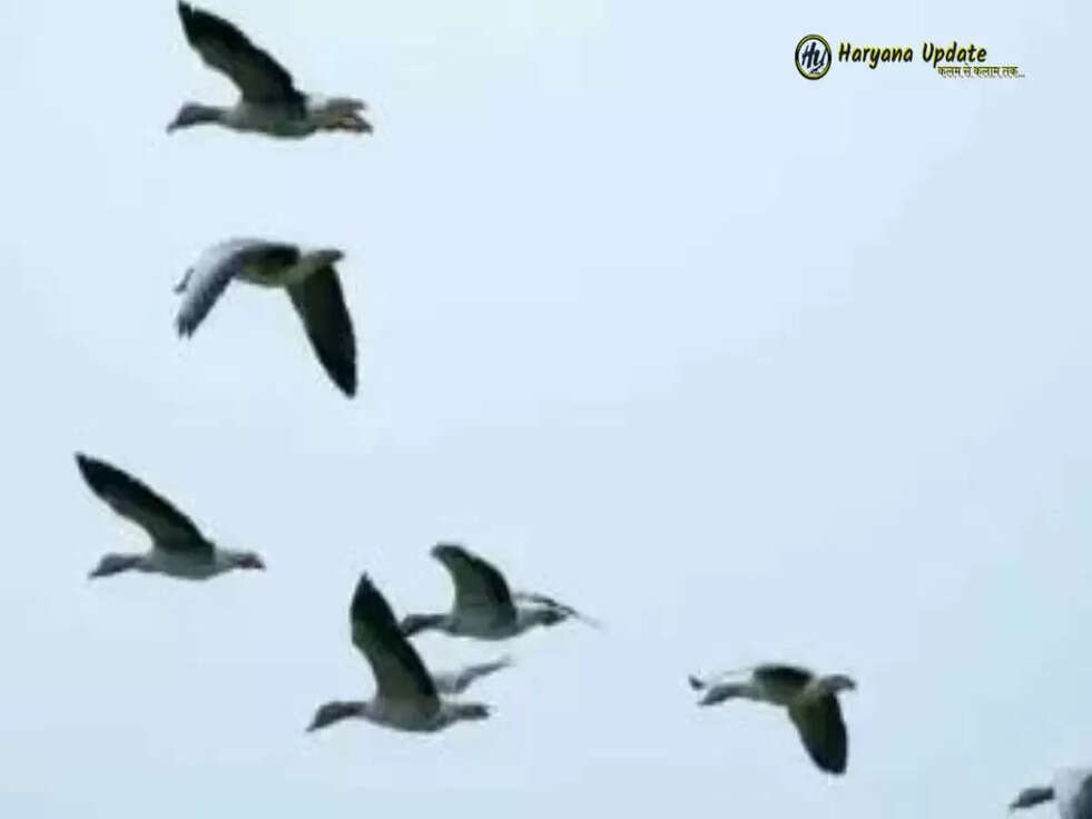 वो रहस्यमय गांव जहां हर साल सैकड़ों पक्षी तोड़ रहे दम, जानिए वजह 