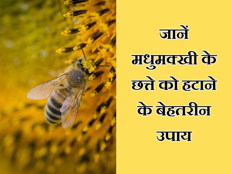 Beehive: जानें मधुमक्खी के छत्ते को हटाने के बेहतरीन उपाय