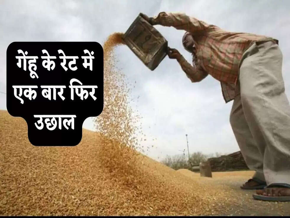 Wheat Price: गेंहू के रेट में एक बार फिर उछाल, MSP से 50 फीसदी महंगी बिक रही &nbsp;