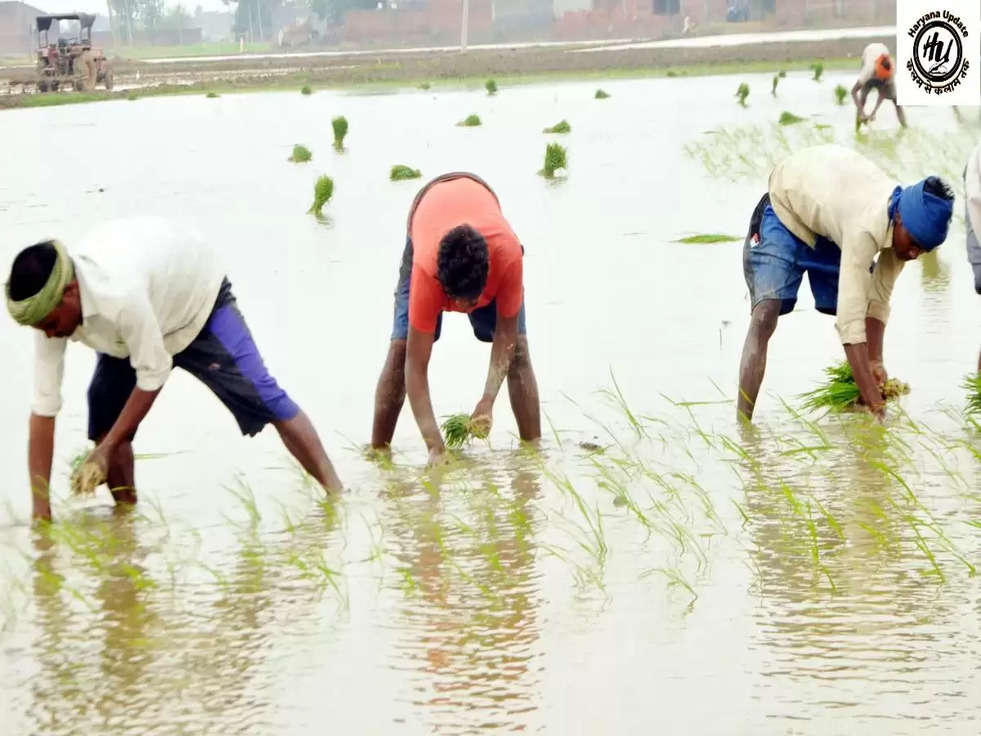 Paddy Sowing: सरकार का बडा फैसला धान की बुवाई न करने पर किसानों को मिलेंगे हजारों रुपए