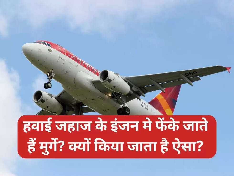 airplane engine chicken test