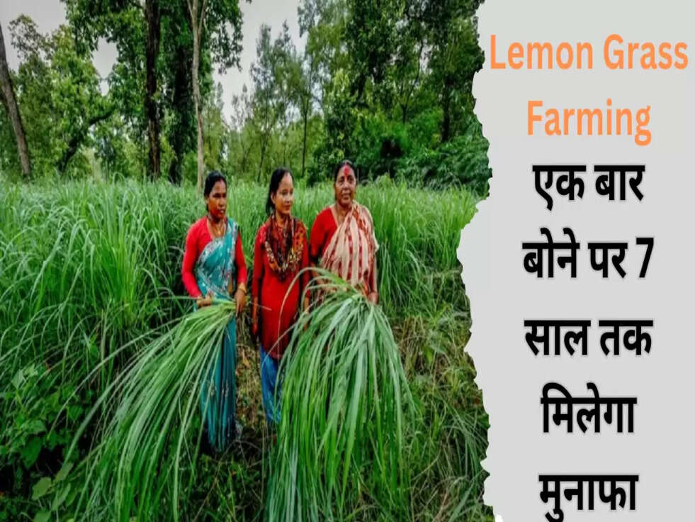 Lemon Grass Farming