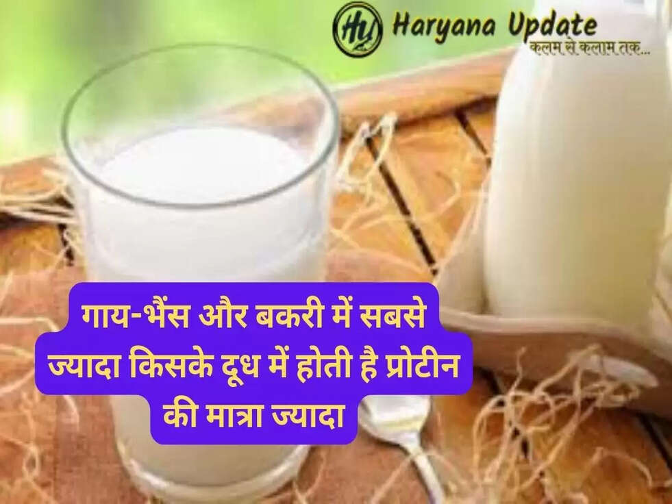 गाय-भैंस और बकरी में सबसे ज्यादा किसके दूध में होती है प्रोटीन की मात्रा ज्यादा, यहां जाने..