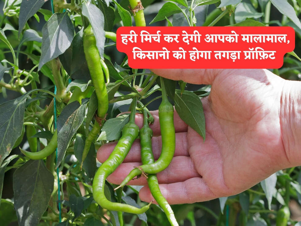 Business Idea : हरी मिर्च कर देगी आपको मालामाल, किसानो को होगा तगड़ा प्रॉफ़िट&nbsp;