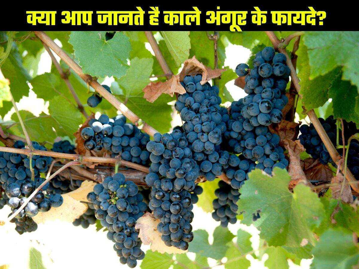 Black Grapes Benefits क्या आप जानते है काले अंगूर के फायदे? सेहत के