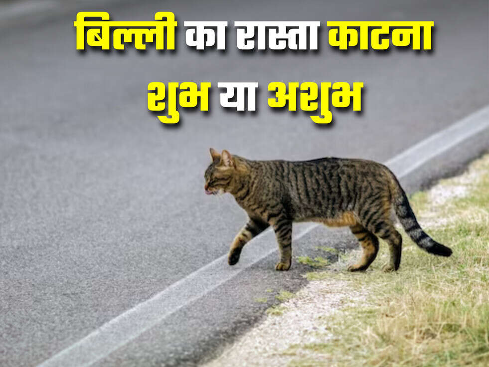 Cat Crossing road