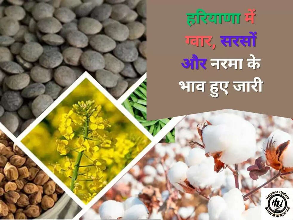 हरियाणा में ग्वार, सरसों और नरमा के भाव हुए जारी