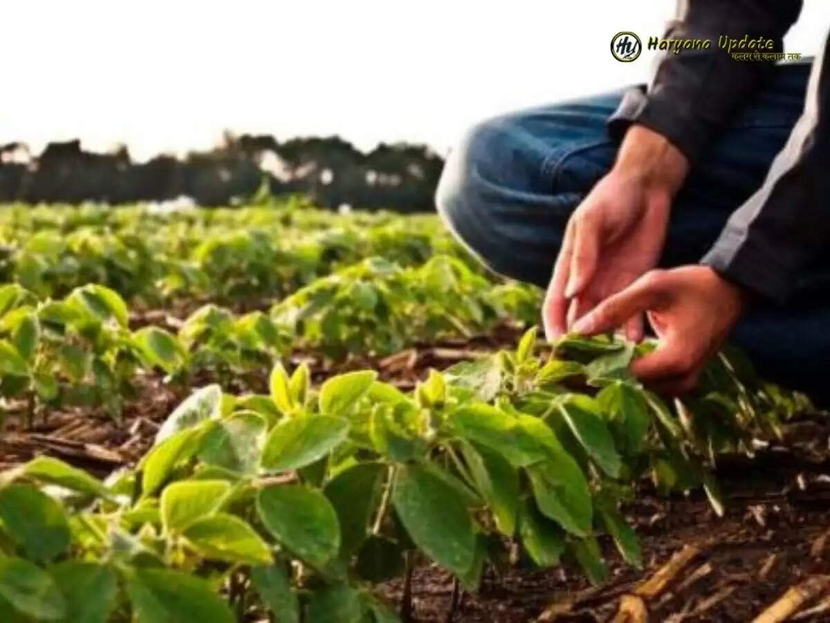 September Agriculture work: सितंबर में किसान इन फसलों की खेती कर कमाएं लाखों रुपये,होगा फायदा 