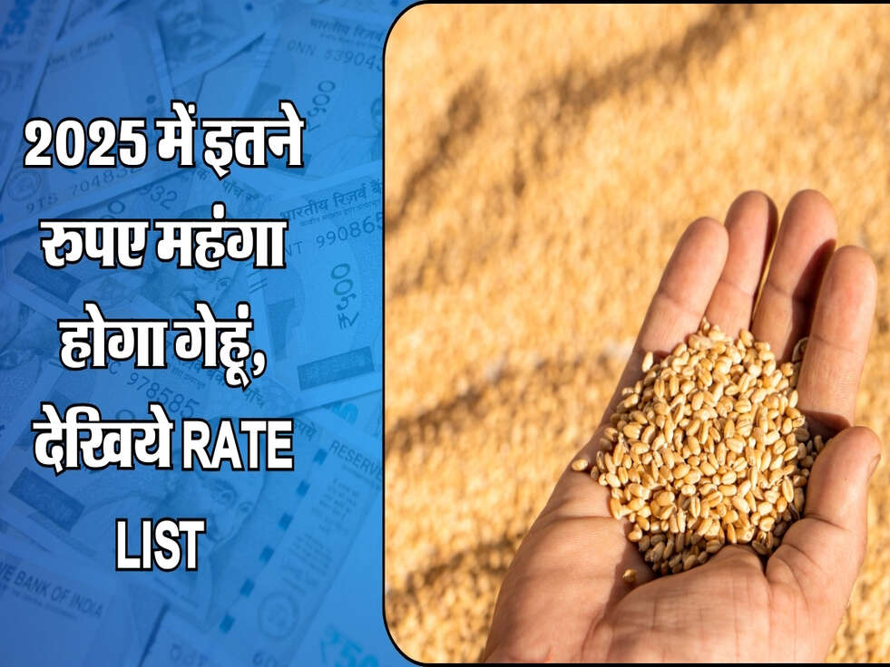 Wheat Price : 2025 में इतने रुपए महंगा होगा गेहूं, देखिये Rate List&nbsp;