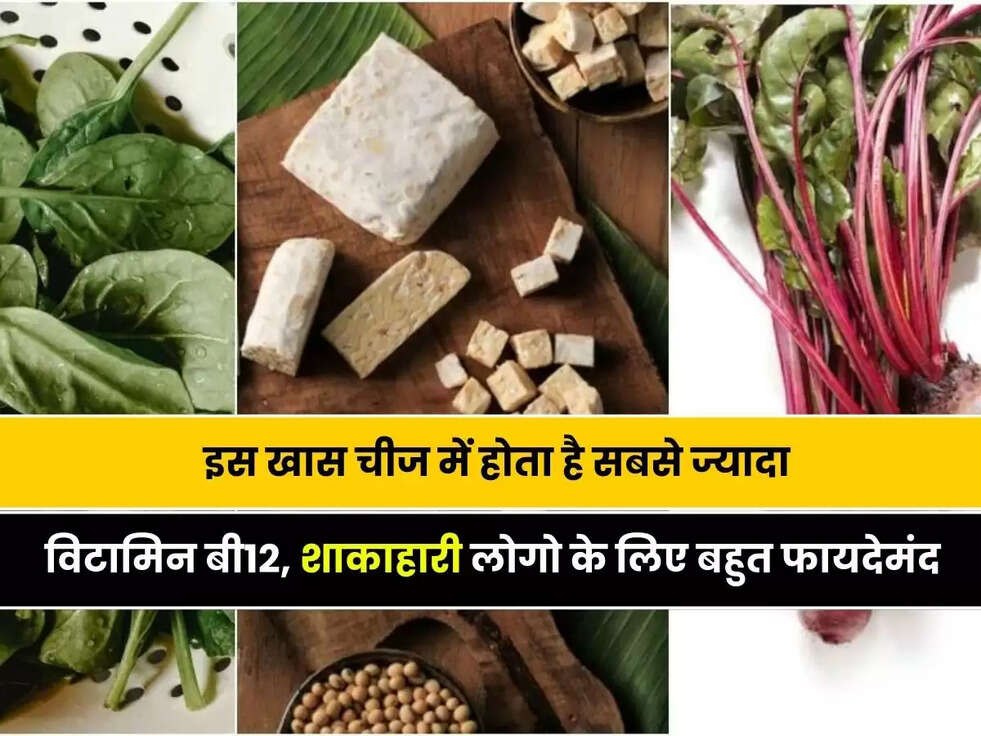 Vitamin B12 Foods for Vegetarians: इस खास चीज में होता है सबसे ज्यादा विटामिन बी12, शाकाहारी लोगो के लिए बहुत फायदेमंद&nbsp;