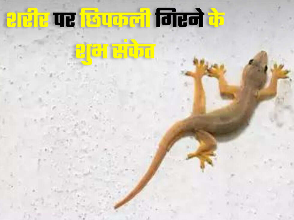 lizard falling sign 