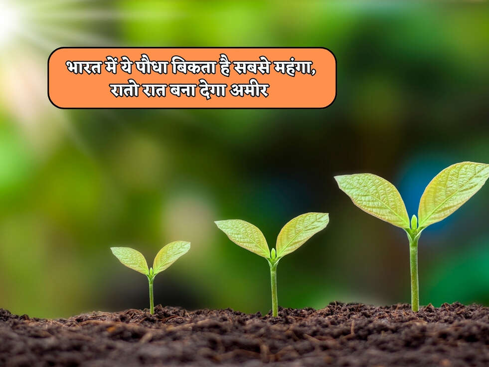 Business Idea : भारत में ये पौधा बिकता है सबसे महंगा, रातो रात बना देगा अमीर&nbsp;