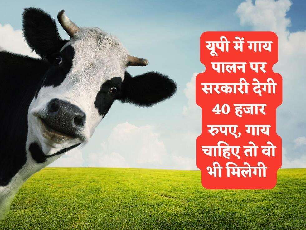 यूपी में गाय पालन पर सरकारी देगी 40 हजार रुपए, गाय चाहिए तो वो भी मिलेगी&nbsp;
