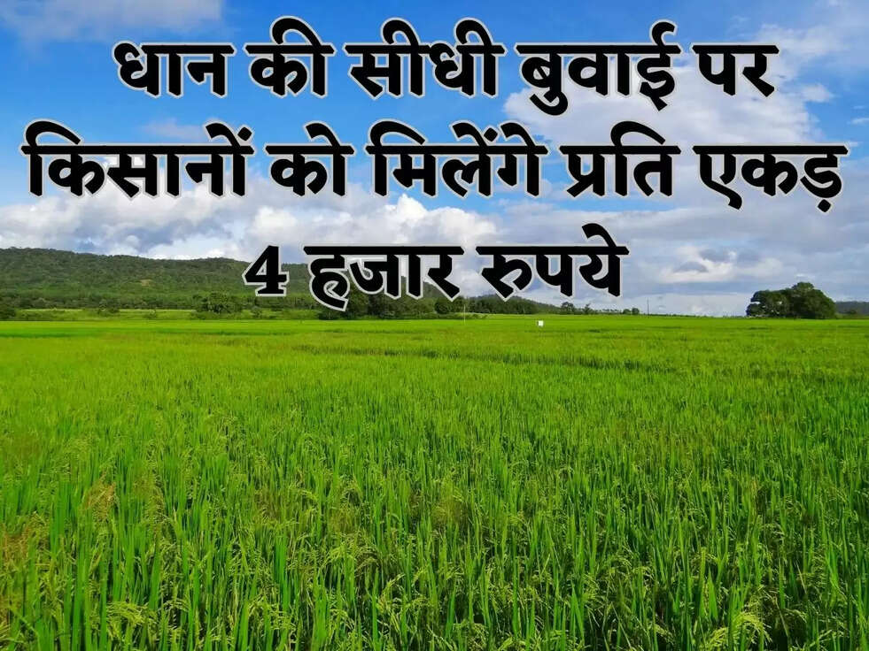  धान की सीधी बुवाई पर किसानों को मिलेंगे प्रति एकड़ 4 हजार रुपये