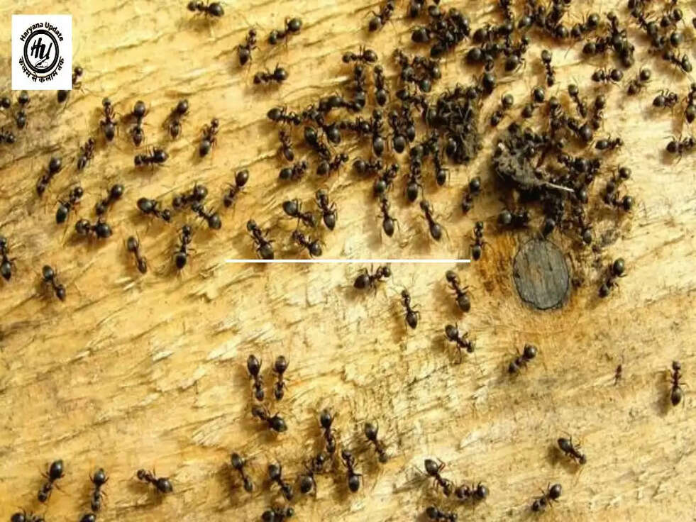 Ants On Earth: वैज्ञानिकों ने गिन लीं धरती की पूरी चींटियां, पढ़े पूरी खबर&nbsp;