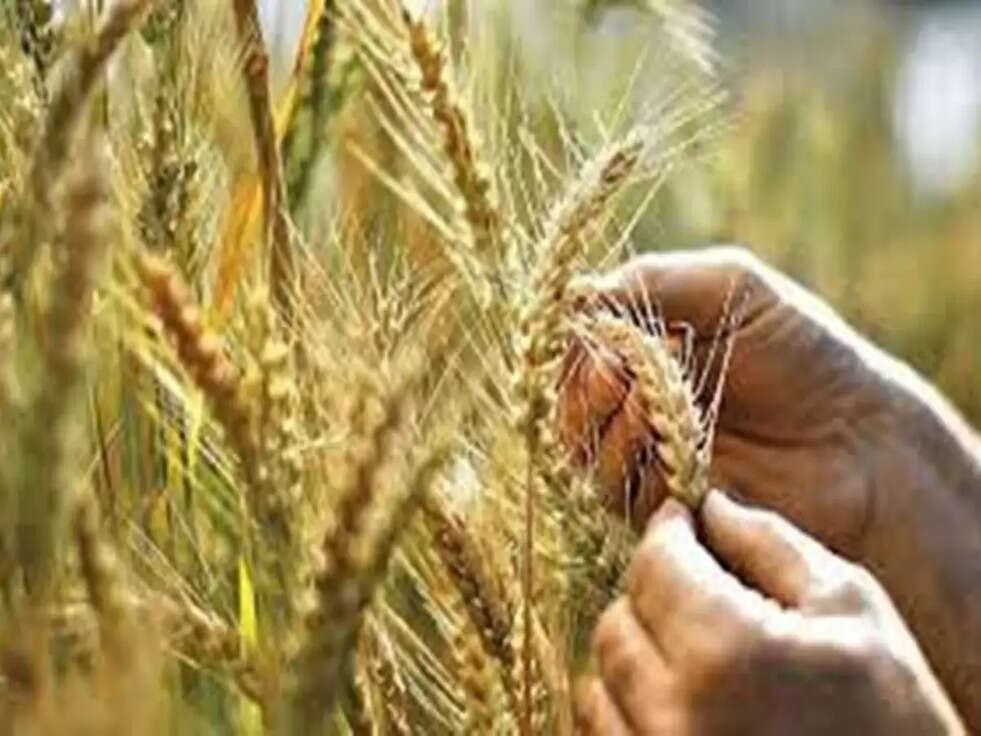 किसानों के लिए जरूरी खबर, अब घर बैठे बेच सकते है फसल&nbsp;