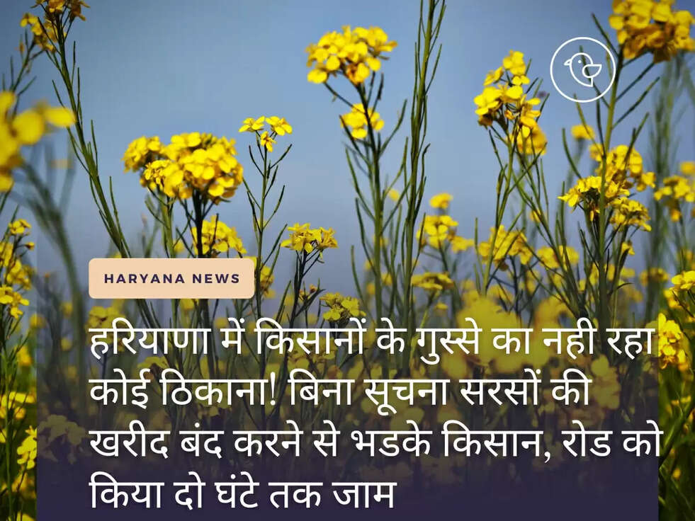 हरियाणा में किसानों के गुस्से का नही रहा कोई ठिकाना! बिना सूचना सरसों की खरीद बंद करने से भडके किसान, रोड को किया दो घंटे तक जाम&nbsp;