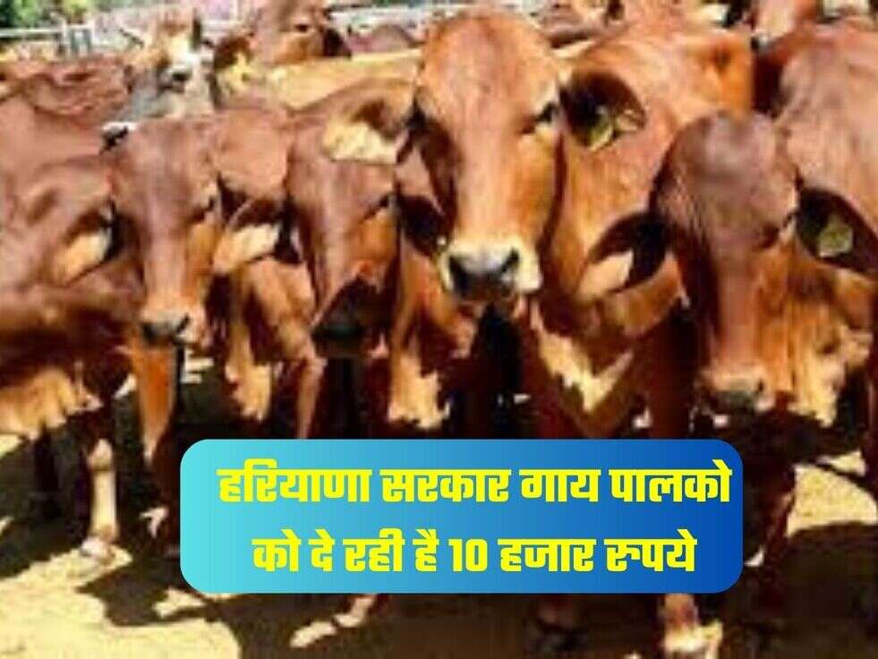 हरियाणा सरकार गाय पालको को दे रही है&nbsp;10 हजार रुपये