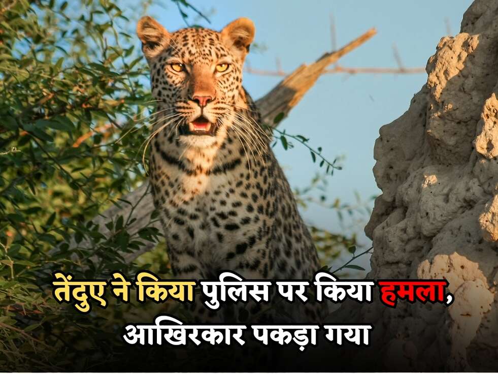 Hisar News : तेंदुए ने किया पुलिस पर किया हमला, इतने घंटे बाद आखिरकार पकड़ा गया&nbsp;