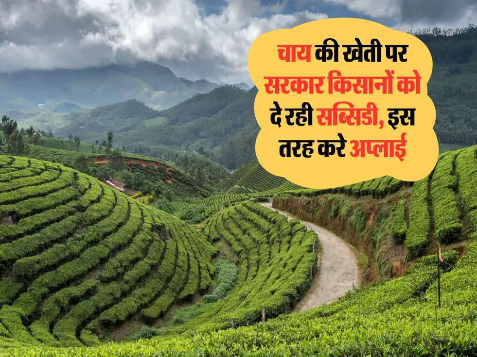 चाय की खेती पर सरकार किसानों को दे रही सब्सिडी, इस तरह करे अप्लाई