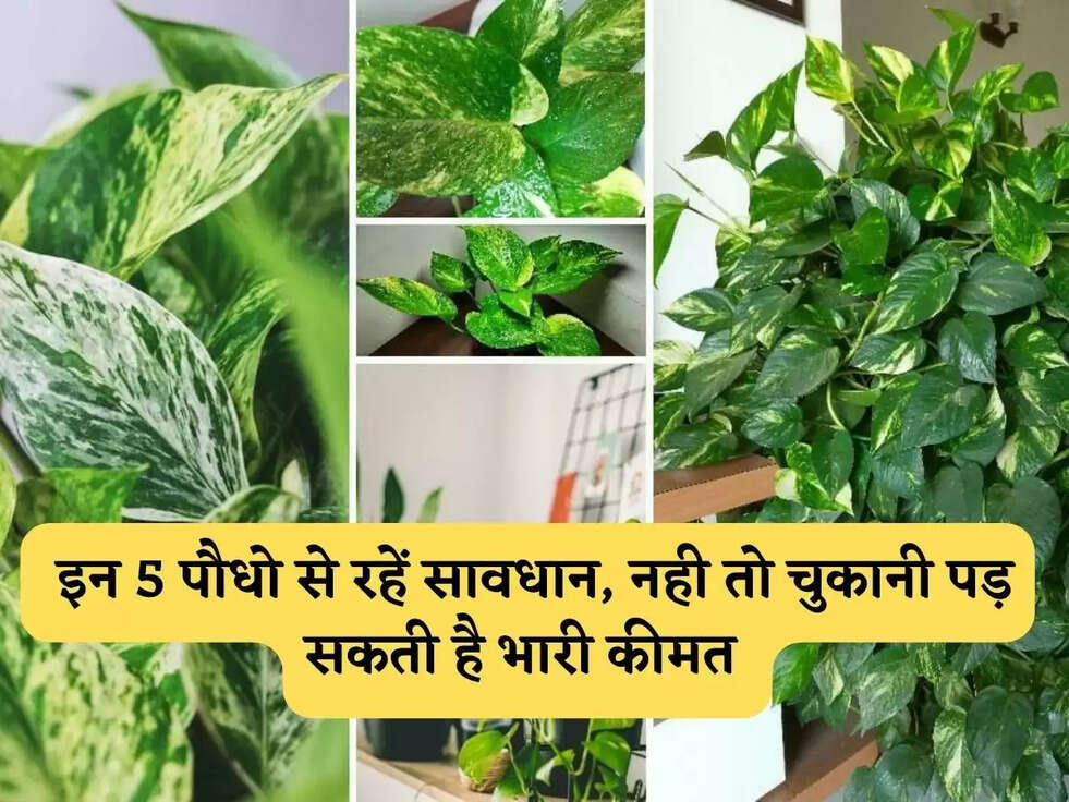 Tips:&nbsp;इन&nbsp;5 पौधो से रहें सावधान, नही तो चुकानी पड़ सकती है भारी कीमत&nbsp;